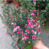 松紅梅盆栽帶花苞室外庭院花卉紅梅樹苗耐寒重瓣澳洲松葉牡丹花苗