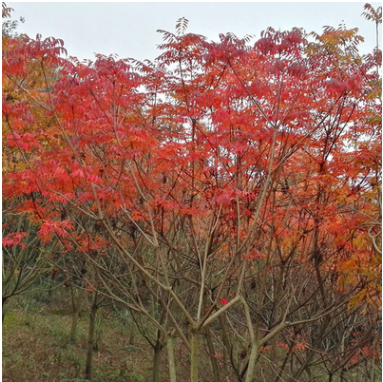 日本黃櫨優質園林景觀綠化工程苗木落葉喬木秋色葉樹種產地直銷