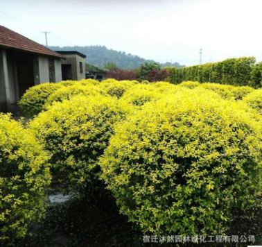 基地工程綠化苗直銷 金禾女貞球樹(shù)苗 庭院園林綠化金禾女貞球苗