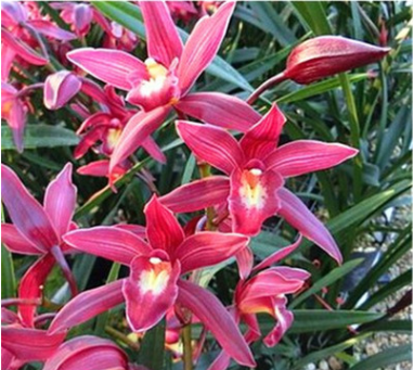 蘭花苗建蘭四季蘭花紅花 紫霞仙女 濃香帶花苞蘭花花卉盆栽室內
