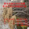 綠化工程用9公分櫻花苗 脫毒紅葉櫻花苗 速生櫻花苗 獨桿櫻花苗