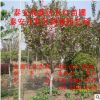 6公分櫻花苗價格 山東一級櫻花苗 實生櫻花苗 樹直樹型優美櫻花苗