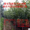 6公分櫻花苗出售 紅葉櫻花苗價格 嫁接脫毒櫻花苗 江蘇櫻花苗