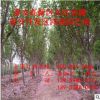 7公分櫻花苗價格 日本早櫻花苗 晚櫻花苗 當年1公分櫻花苗