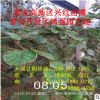 一般哪種獼猴桃受歡迎 山東獼猴桃廠家 易種植 價格低