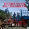 批發3公分-6公分照手桃 泰安青葉碧桃苗 紅葉碧桃