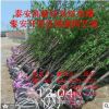 基地直銷照手桃 龍柱碧桃小苗 照手桃苗木