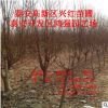 出售樹形好龍柱碧桃 米經5公分照手桃多少錢一棵