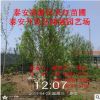 供應照手桃 碧桃樹苗多少錢一棵 照手桃價格
