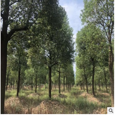 供應精品香樟樹苗木 景觀綠化香樟樹 規格齊全