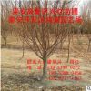 河北龍柱碧桃 綠化苗照手桃批發基地 工程綠化碧桃