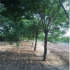 國槐樹 木材耐水濕公園適建筑四周街坊住宅國槐