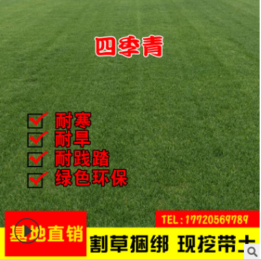 基地直銷四季青綠化護坡固土草坪草皮帶泥土庭院耐寒別墅小區草皮