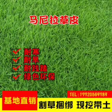 批發供應庭院小區草皮馬尼拉草皮綠化耐寒抗旱護坡固土草坪草皮