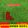 批發供應庭院小區草皮馬尼拉草皮綠化耐寒抗旱護坡固土草坪草皮