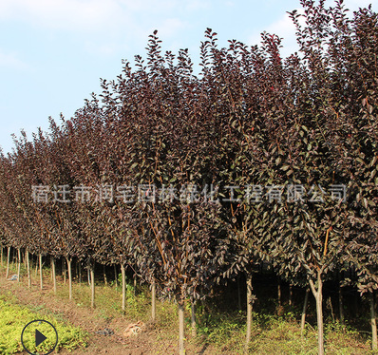 紅葉李樹(shù)苗批發(fā)彩色綠化苗木行道綠植紅葉李風(fēng)景樹(shù)速生紫葉李樹(shù)苗