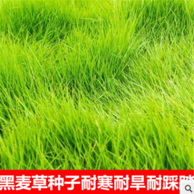進(jìn)口耐寒牧草種子多年生黑麥草種子四季常青雞鴨鵝豬牛羊魚草種籽