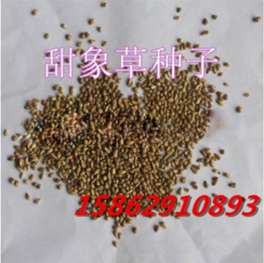 進(jìn)口優(yōu)質(zhì)牧草草籽 甜象草種子 動物牧草 高效經(jīng)濟(jì)作物