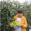 供應臺灣大青棗果樹苗南方種植嫁接苗四季盆栽地栽水果苗當年結果