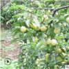 廣西李子苗嫁接苗三華李苗南方種植早熟晚熟果苗盆栽地栽當年結果
