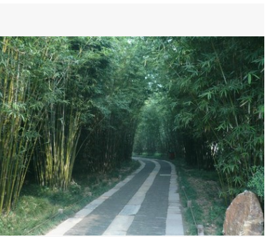 園藝用品，窩竹丶叢竹丶孝順竹.慈孝竹