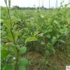 批發大青棗果樹苗南方種植嫁接苗庭院四季盆栽地栽水果苗當年結果