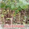 臺灣大青棗果樹苗蜜棗王嫁接苗南方種植棗樹果苗盆栽地栽當年結果