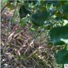 供應大青棗果樹苗南方種植嫁接苗庭院四季盆栽地栽水果苗當年結果