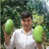 廣西桂七芒果樹苗南方種植嫁接苗四季盆栽地栽庭院果樹苗當年結果