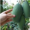 批發桂七芒果樹苗南方種植嫁接苗四季盆栽地栽庭院果樹苗當年結果