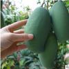 廣西桂七芒果樹苗南方種植嫁接苗四季盆栽地栽庭院果樹苗批發包郵