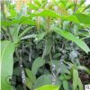 廣西桂七芒果樹苗嫁接芒果苗四季盆栽地栽南方種植果樹苗當年結果