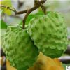 臺灣釋迦果樹苗番荔枝佛頭果苗嫁接苗南方種植盆栽地栽鳳梨釋迦苗