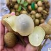 廣西龍眼樹苗桂圓樹苗儲良石硤龍眼嫁接苗南方種植盆栽地栽果樹苗