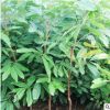 供應龍眼樹苗桂圓樹苗儲良石硤龍眼嫁接苗南方種植盆栽地栽果樹苗