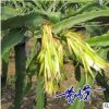 火龍果苗盆栽紅心紅肉火龍果苗南北方種植庭院陽臺果樹苗批發包郵