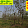 批發庭院觀賞花卉樹苗 會發光的欒樹苗 規格齊全