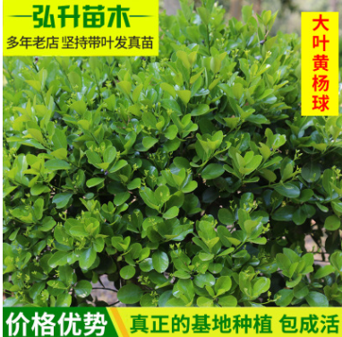 基地直銷 大葉黃楊球 園林綠化苗木 大葉黃楊球規(guī)格齊全