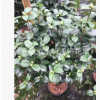 山茶花花露珍茶花 優質茶花又名花蝴蝶70-80高粗約1.5-2公分