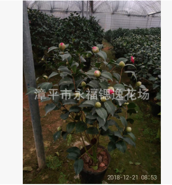 花農直接供貨盆栽六七十高帶有香味紅色香茶花 克瑞墨大牡丹茶花