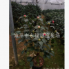 花農直接供貨盆栽六七十高帶有香味紅色香茶花 克瑞墨大牡丹茶花