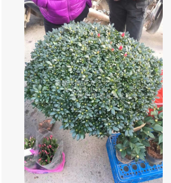 大型盆景楊梅紅杜鵑花， 年宵高檔優質花卉，楊梅紅，90-1米冠幅