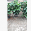 盆栽綠植四季長期花卉 180杯綠寶 50公分左右高度和七八十公分高
