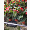大紅色，盆栽紅掌，4-6枝花，花農(nóng)直銷，紅掌