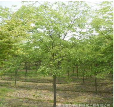 基地批發櫸樹 紅櫸樹 白櫸 青櫸樹 綠化樹木 規格多