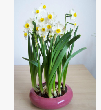 水仙花 水培花種 盆栽植物 水仙花卉基地直銷