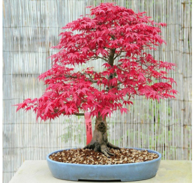 紅楓盆栽 名貴觀葉樹木 紅葉 基地直銷