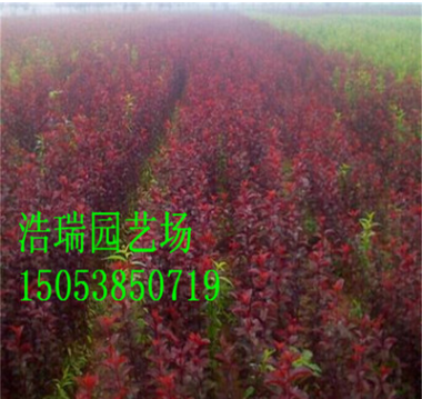 大型綠化樹苗 紅葉李樹苗經銷 廠家出售紫葉李