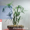 供應水生植物 旱傘草 風車草 水竹草盆栽 公園水體綠化 濕地綠化