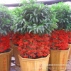 批發室內高檔植物盆栽批發 富貴籽 觀賞型植物 凈化空氣